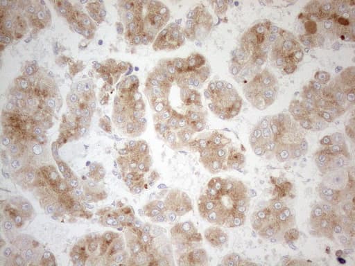 GRN / Granulin Antibody (aa327-593, clone OTI3H6, Carrier-free)