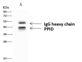 PPID / Cyclophilin D Antibody