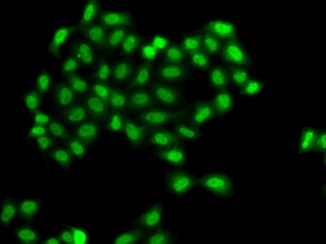 BCAP / PHF11 Antibody