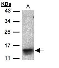 IHC-plus™ I-309 / CCL1 Antibody (aa32-96)