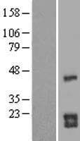 CDC42 Protein (Over-Expression Lysate Myc-DDK (Flag))