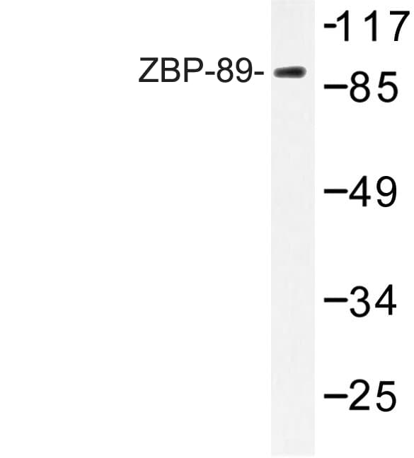 ZNF148 / ZBP-89 Antibody (Glu84)