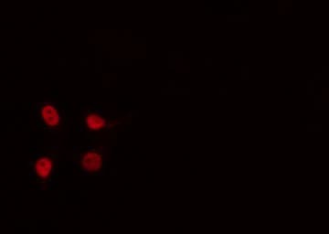 Polyclonal Rabbit anti-Human NFIL3 Antibody (IF, WB)