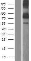 ZNF513 Protein (Over-Expression Lysate Myc-DDK (Flag))