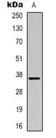 Polyclonal Rabbit anti-Human MRGPRX3 / MRGX3 Antibody (Internal, WB)