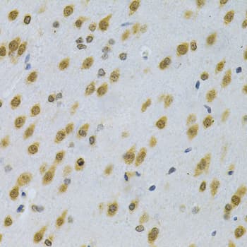 ELAVL1 / HUR Antibody