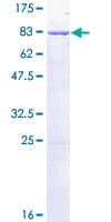 Human BAP / SIL1 Protein (Recombinant GST)