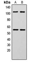 NFKB1 / NF-Kappa-B Antibody (phospho-Ser337)