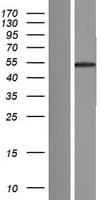FAM90A18 Protein (Over-Expression Lysate Myc-DDK (Flag))