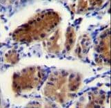 Luc7 / LUC7L Antibody (aa219-246)