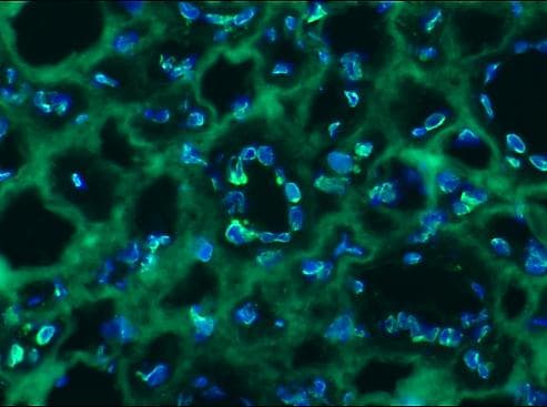 IHC-plus™ LMNB2 / Lamin B2 Antibody (clone LN43)