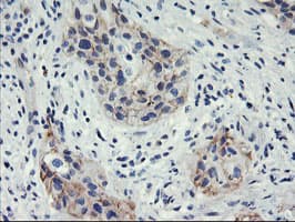 HES1 / HES-1 Antibody (clone OTI1F11)