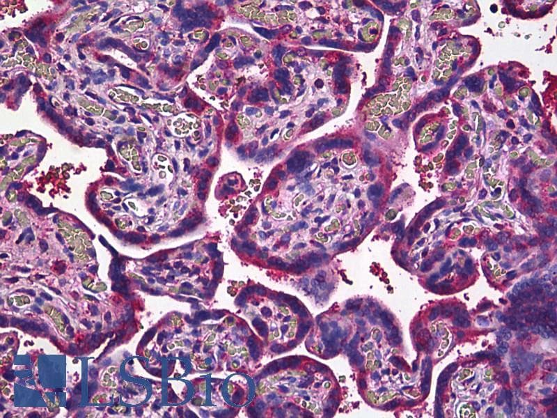 IHC-plus™ Monoclonal Mouse anti-Human JAM2 Antibody (clone 1G4, IHC, WB)