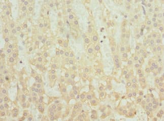 SNX32 Antibody