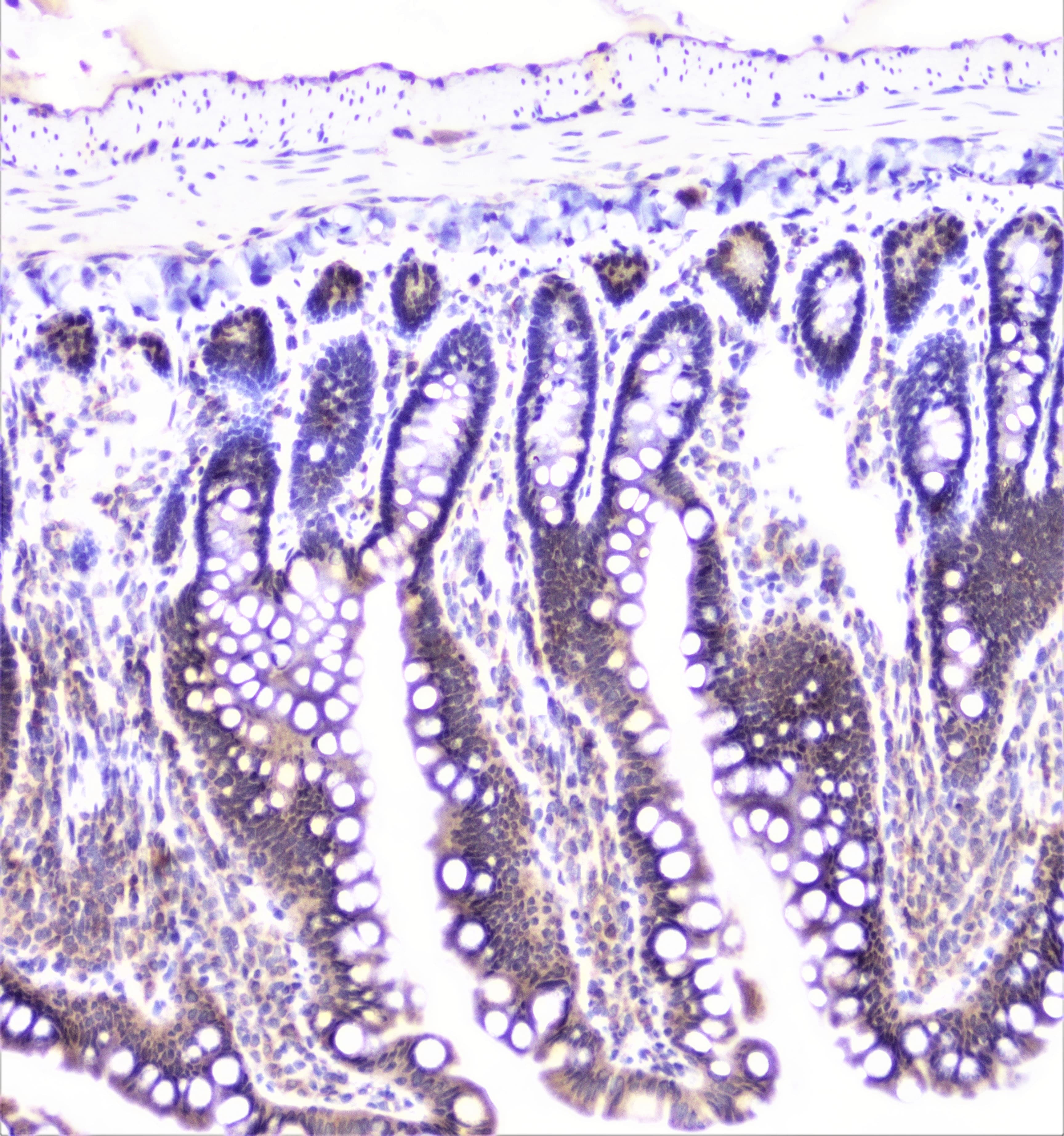 UBE2I / UBC9 Antibody