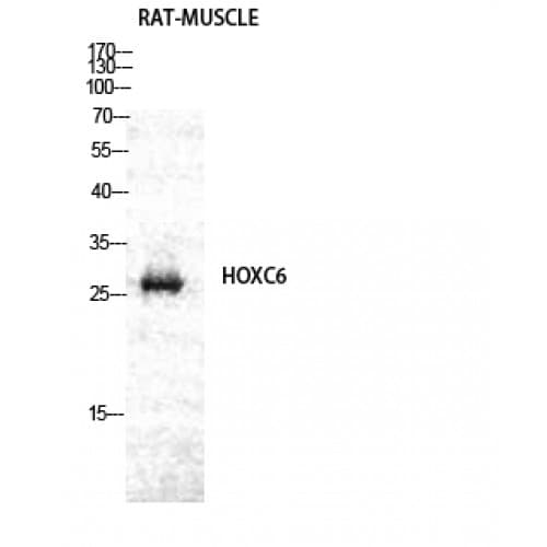 HOXC6 Antibody (160-240 aa, C-terminal)