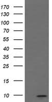 IHC-plus™ C1orf151 Antibody (clone 4H7)
