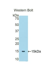 SERPINA6 / CBG Antibody (aa132-247)