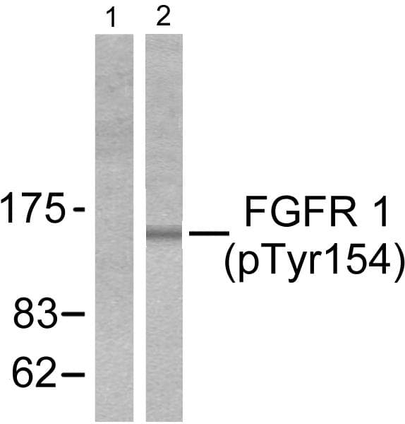 FGFR1 / FGF Receptor 1 Antibody (phospho-Tyr154)