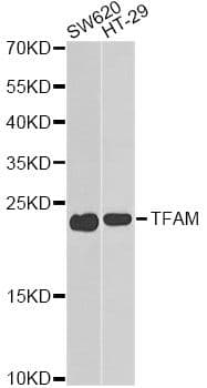MtTFA / TFAM Antibody