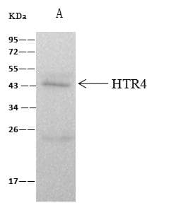 Polyclonal Rabbit anti-Human HTR4 / 5-HT4 Receptor Antibody (WB)
