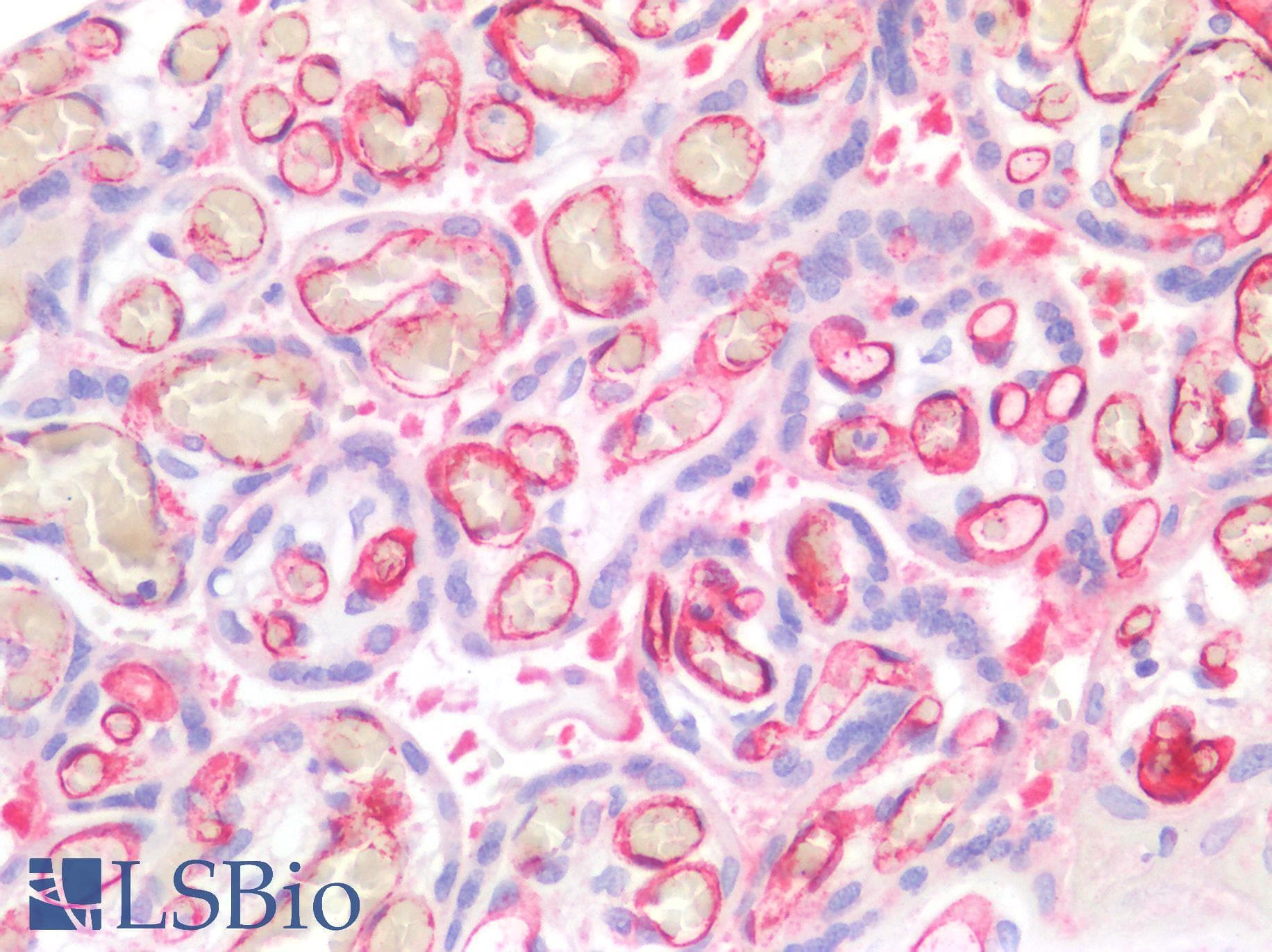 Monoclonal Mouse anti-Human CD34 Antibody (IHC, WB)