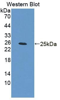 BDNF Antibody