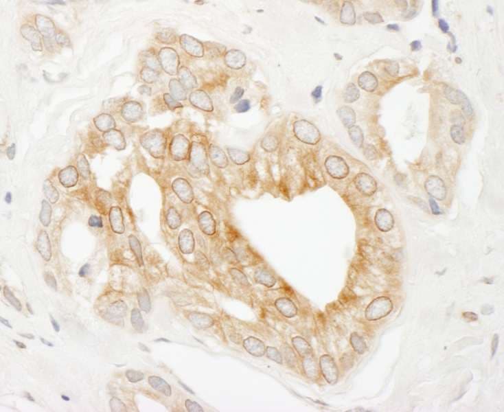 UBR4 Antibody (aa150-200)