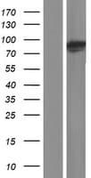 Human PLOD3 Protein (Over-Expression Lysate Myc-DDK (Flag))