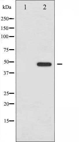 Polyclonal Rabbit anti-Human JUN / c-Jun Antibody (phospho-Tyr170, IHC, WB)