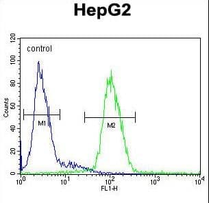 CP / Ceruloplasmin Antibody (aa121-151)