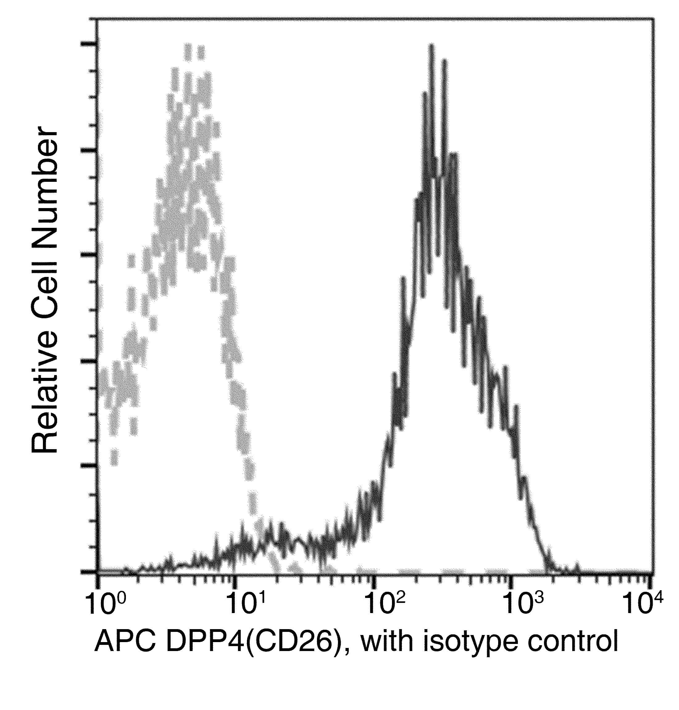 Monoclonal Rabbit anti-Mouse DPP4 / CD26 Antibody (clone 007, APC)