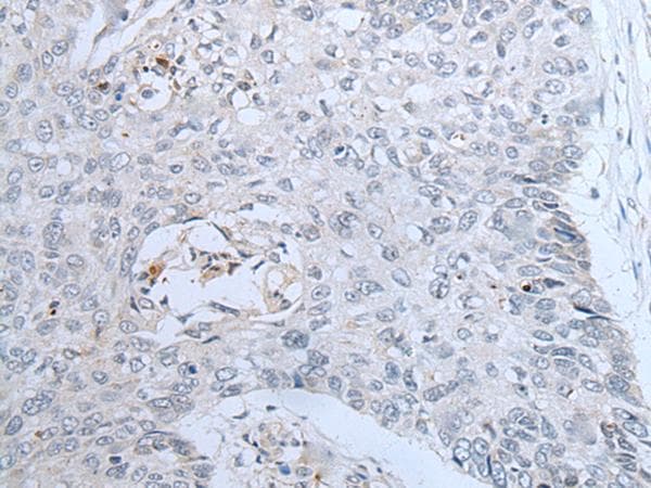 CENPF / CENP-F Antibody
