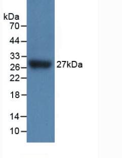 IL17RC Antibody (aa73-330, PE)