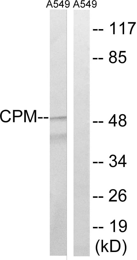 CPM / Carboxypeptidase M Antibody (aa71-120)