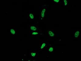LENG1 Antibody (clone OTI10A7)