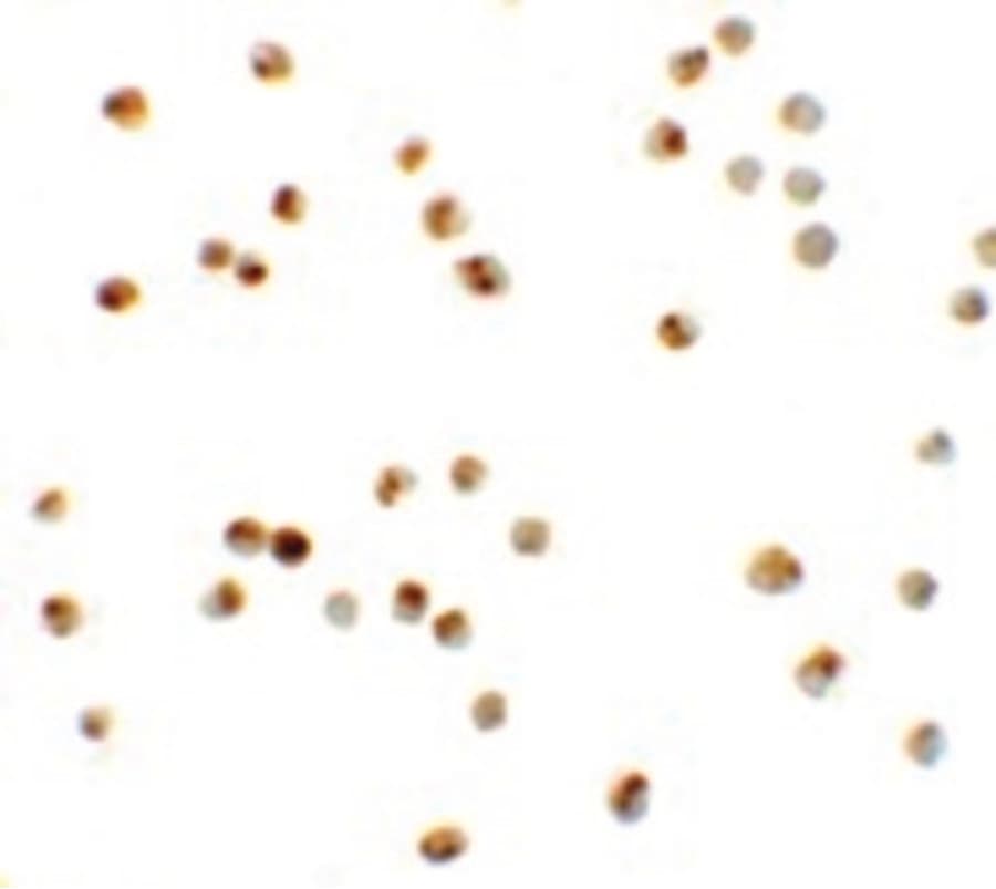 ATAD3A Antibody
