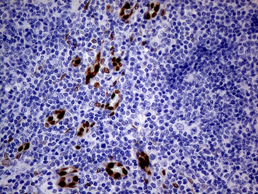 MEOX1 Antibody (clone OTI5D8, Carrier-free)