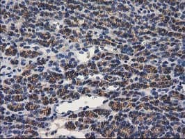 PON1 / ESA Antibody (clone OTI1F7)