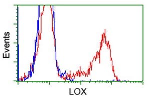 LOX / Lysyl Oxidase Antibody (clone OTI7E6)