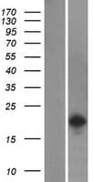SH2D6 Protein (Over-Expression Lysate Myc-DDK (Flag))