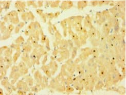 CASP1 / Caspase 1 Antibody