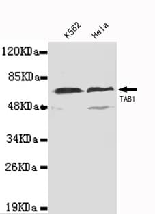 TAB1 Antibody