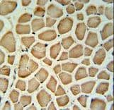 CNN3 Antibody (aa7-34)