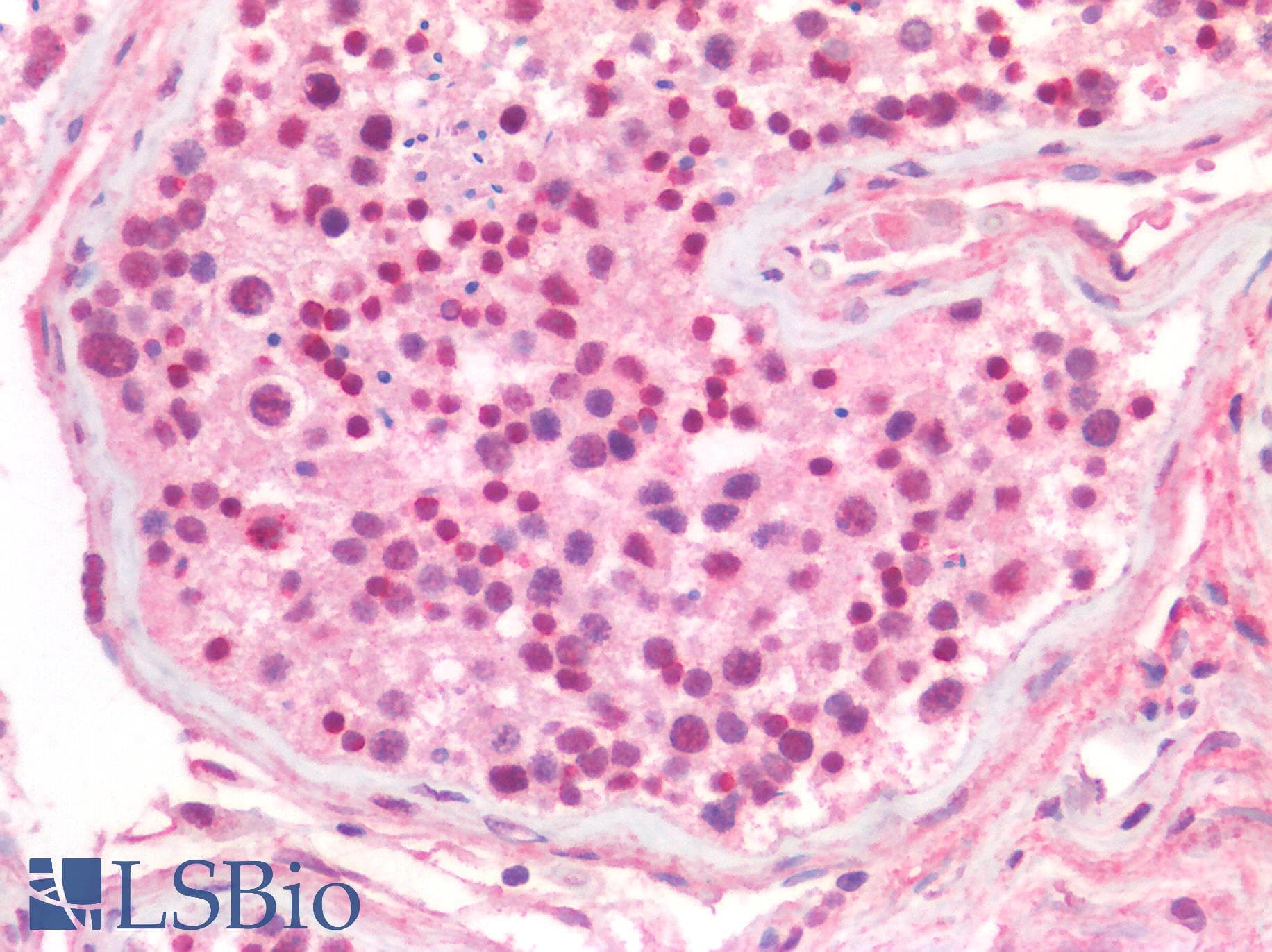 ZBTB38 Antibody (aa120-169)