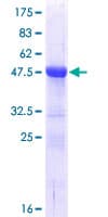 Human SRSF9 / SFRS9 Protein (Recombinant GST)