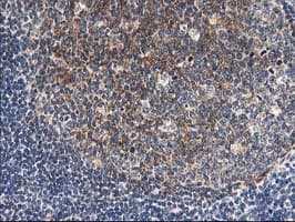 Monoclonal Mouse anti-Human NAPE-PLD Antibody (clone OTI5F3, IHC, WB)