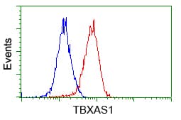 Monoclonal Mouse anti-Human TS / Thromboxane Synthase Antibody (clone OTI1H1, IHC, IF, WB)