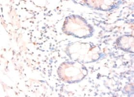 CNTF Antibody