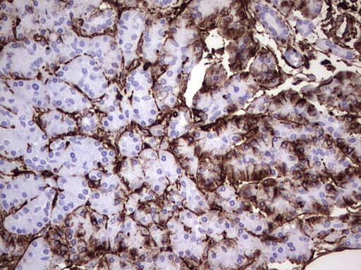 Vimentin Antibody (clone UMAB160, Carrier-free)